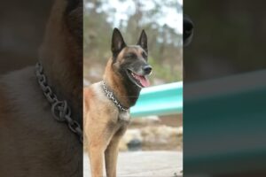 बाथू ने बचाई मालकिन की जान #animal #animalrescue #animallover #rescue #dog