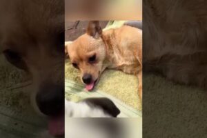 माँ–पिल्ले को मिली नई ज़िंदगी #animal #animalrescue #animallover #rescue #dog