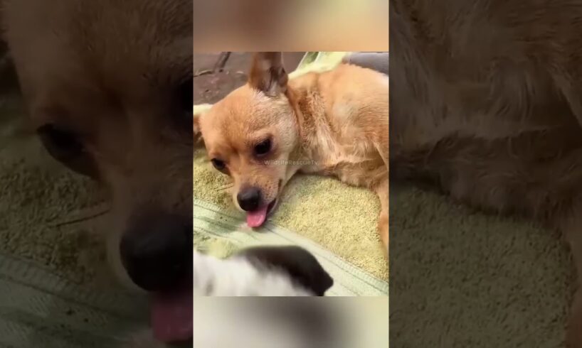 माँ–पिल्ले को मिली नई ज़िंदगी #animal #animalrescue #animallover #rescue #dog