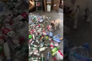 ये kutta रोज karta h नेक काम  #dogs #animal #animallovers