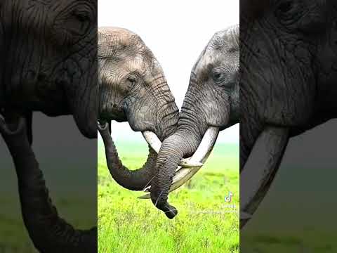 প্রানীদের কর্মকান্ড। Animals playing video.Animals fighting video.animals  runing video. #animallove
