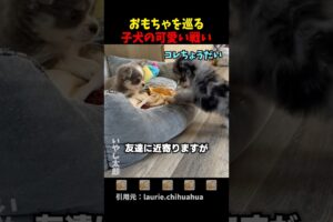 おもちゃをめぐる子犬たちの可愛い戦い