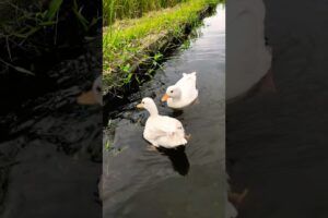 アヒル水遊び #duck #gachua #cute #アヒル #birds #music #animals #goose #funny #nature #petduck #callduck #pet