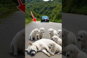 이 친절한 남성은 도로 한가운데에서🥹💔 의식을 잃고 쓰러져 있던 어미 개와 그녀의 강아지들을 구했습니다 #shorts