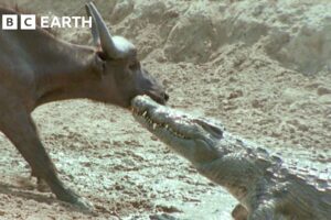 1 Hour of the Greatest Fights in the Animal Kingdom | BBC Earth