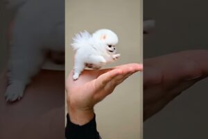 The love for these cute puppies grows day by day #dog #pet #cutedog #puppy #puppylove #cuteanimal