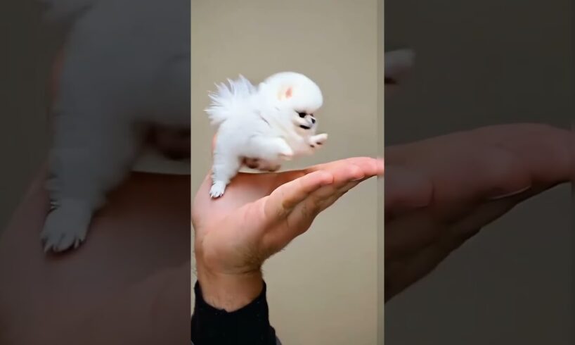 The love for these cute puppies grows day by day #dog #pet #cutedog #puppy #puppylove #cuteanimal