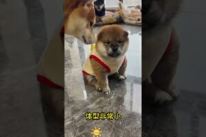 The love for these cute puppies grows day by day #dog #pet #cutedog #puppy #puppylove #cuteanimal