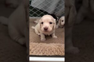 funny cute puppies #shorts #puppy