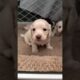 funny cute puppies #shorts #puppy