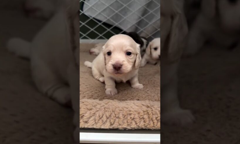 funny cute puppies #shorts #puppy