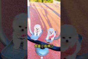 The love for these cute puppies grows day by day #dog #pet #cutedog #puppy #puppylove #cuteanimal