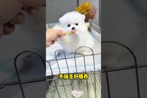 The love for these cute puppies grows day by day #dog #pet #cutedog #puppy #puppylove #cuteanimal