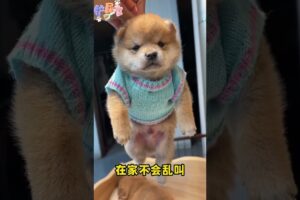 The love for these cute puppies grows day by day #dog #pet #cutedog #puppy #puppylove #cuteanimal