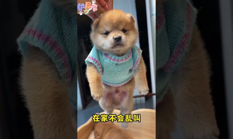 The love for these cute puppies grows day by day #dog #pet #cutedog #puppy #puppylove #cuteanimal