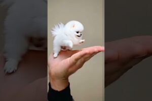 The love for these cute puppies grows day by day #dog #pet #cutedog #puppy #puppylove #cuteanimal