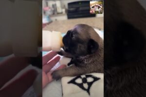 Cutest Puppies Ever 🐶❤️ || Funny Puppy Moments That Melt Your Heart | #shorts Awww_27967491