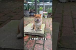 The love for these cute puppies grows day by day #dog #pet #cutedog #puppy #puppylove #cuteanimal