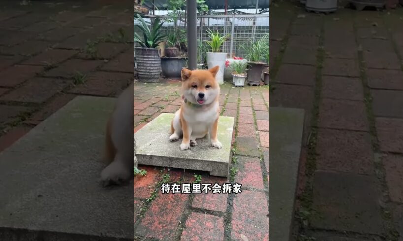 The love for these cute puppies grows day by day #dog #pet #cutedog #puppy #puppylove #cuteanimal