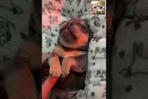 Cutest Puppies Ever 🐶❤️ || Funny Puppy Moments That Melt Your Heart | #shorts Awww_27967491