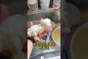 The love for these cute puppies grows day by day #dog #pet #cutedog #puppy #puppylove #cuteanimal