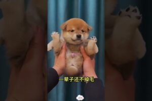 The love for these cute puppies grows day by day #dog #pet #cutedog #puppy #puppylove #cuteanimal