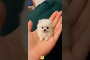 The love for these cute puppies grows day by day #dog #pet #cutedog #puppy #puppylove #cuteanimal