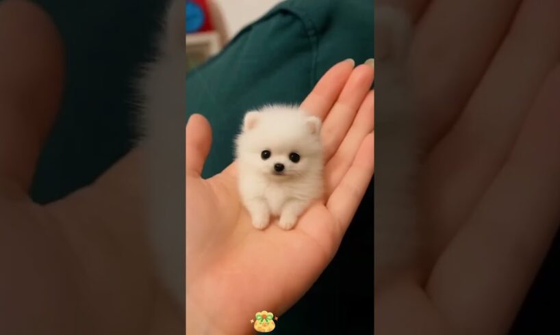 The love for these cute puppies grows day by day #dog #pet #cutedog #puppy #puppylove #cuteanimal