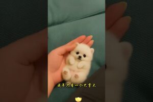 The love for these cute puppies grows day by day #dog #pet #cutedog #puppy #puppylove #cuteanimal