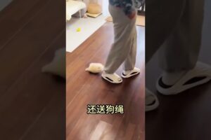 The love for these cute puppies grows day by day #dog #pet #cutedog #puppy #puppylove #cuteanimal