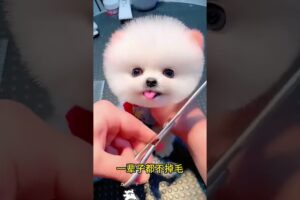 The love for these cute puppies grows day by day #dog #pet #cutedog #puppy #puppylove #cuteanimal