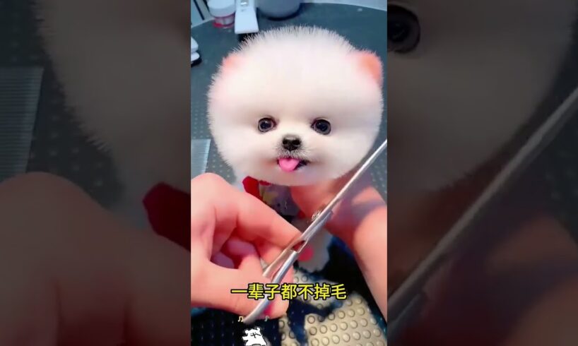 The love for these cute puppies grows day by day #dog #pet #cutedog #puppy #puppylove #cuteanimal