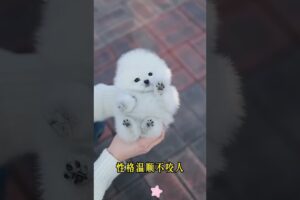 The love for these cute puppies grows day by day #dog #pet #cutedog #puppy #puppylove #cuteanimal