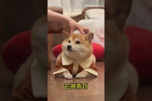 The love for these cute puppies grows day by day #dog #pet #cutedog #puppy #puppylove #cuteanimal