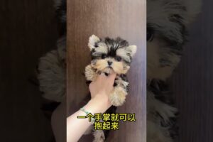 The love for these cute puppies grows day by day #dog #pet #cutedog #puppy #puppylove #cuteanimal