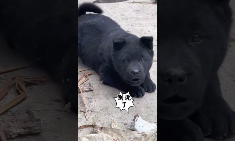 The love for these cute puppies grows day by day #dog #pet #cutedog #puppy #puppylove #cuteanimal