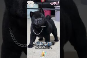 The love for these cute puppies grows day by day #dog #pet #cutedog #puppy #puppylove #cuteanimal