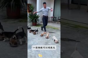 The love for these cute puppies grows day by day #dog #pet #cutedog #puppy #puppylove #cuteanimal