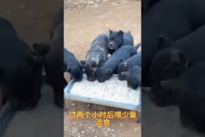 The love for these cute puppies grows day by day #dog #pet #cutedog #puppy #puppylove #cuteanimal