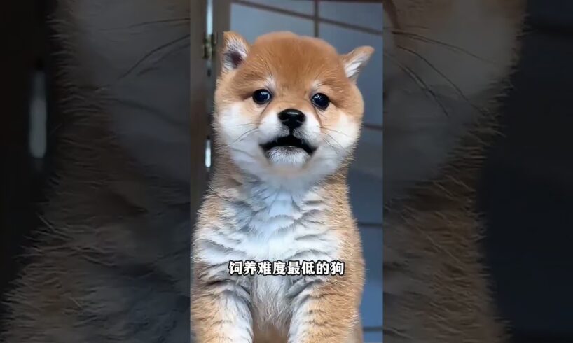 The love for these cute puppies grows day by day #dog #pet #cutedog #puppy #puppylove #cuteanimal