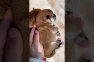 The love for these cute puppies grows day by day #dog #pet #cutedog #puppy #puppylove #cuteanimal