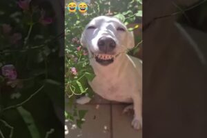 Crazy epic fails 😂😂 😂 #shorts #memes #fails #funnymoments