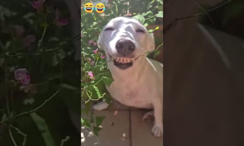 Crazy epic fails 😂😂 😂 #shorts #memes #fails #funnymoments