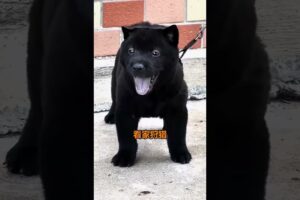 The love for these cute puppies grows day by day #dog #pet #cutedog #puppy #puppylove #cuteanimal