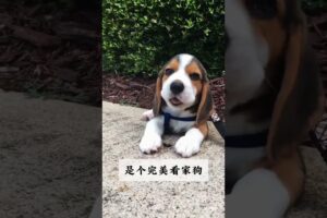 The love for these cute puppies grows day by day #dog #pet #cutedog #puppy #puppylove #cuteanimal