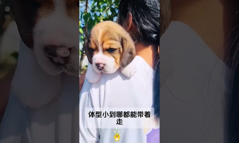 The love for these cute puppies grows day by day #dog #pet #cutedog #puppy #puppylove #cuteanimal