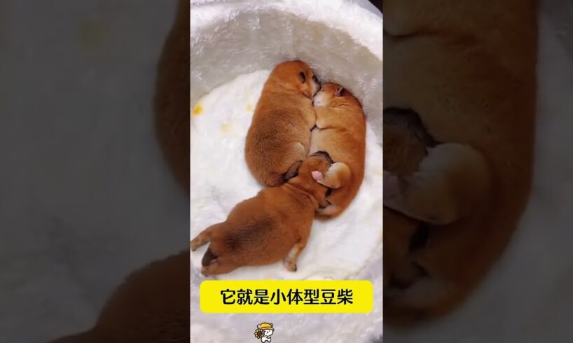 The love for these cute puppies grows day by day #dog #pet #cutedog #puppy #puppylove #cuteanimal