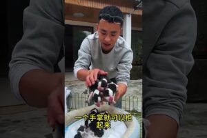 The love for these cute puppies grows day by day #dog #pet #cutedog #puppy #puppylove #cuteanimal