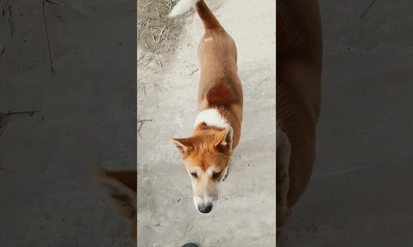 2 em cún dễ thương