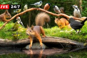 🔴24/7 LIVE CAT TV NO ADS😺 Squirrel and Bird Watching: Unlimited Nature Fun for Everyone